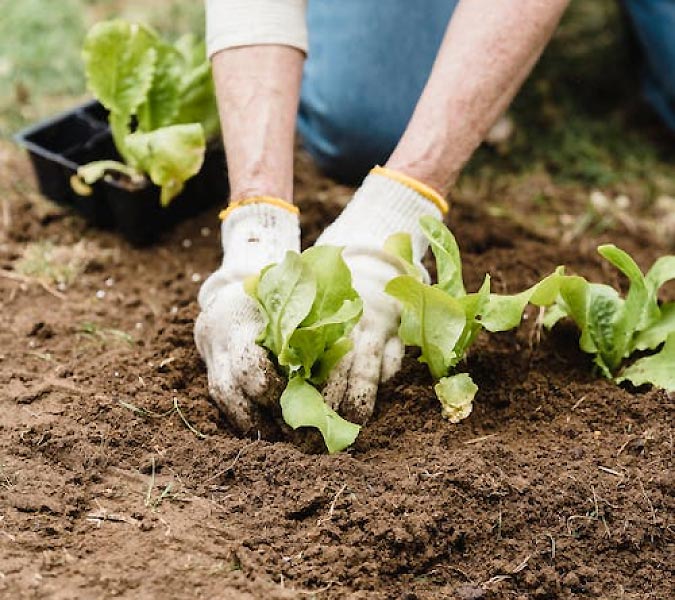 trees-planting-1